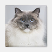 Portrait of Ragdoll cat Magnets