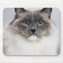 Portrait of Ragdoll cat Mousepads