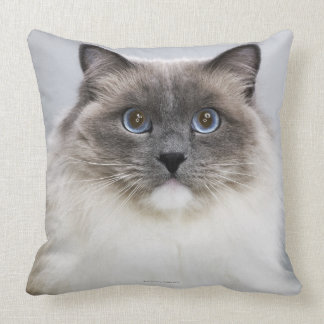 ragdoll cat pillow