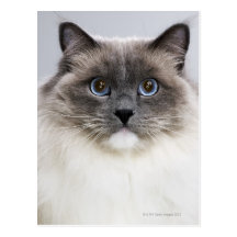 Portrait of Ragdoll cat Post Card