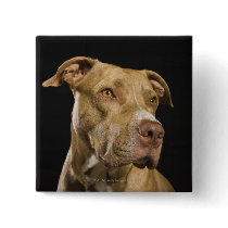 Portrait of red nose pitbull with black pins