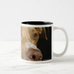 Portrait of red nose pitbull with black coffee mug