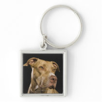 Portrait of red nose pitbull with black key chain
