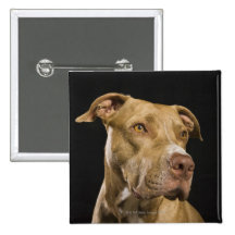 Portrait of red nose pitbull with black pins