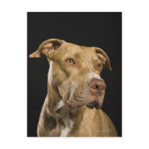 Portrait of red nose pitbull with black postcards