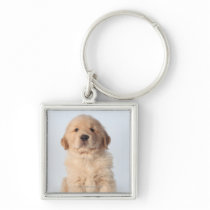 Portrait of six week old golden retriever puppy. key chain