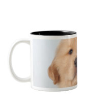 Portrait of six week old golden retriever puppy. coffee mugs