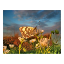 Portrait of the Butterfly posters by patrickrp Portrait of the Butterfly posters