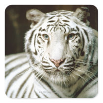 Portrait of tiger sticker