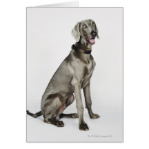 Portrait of Weimaraner dog Card