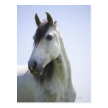portrait of white horse postcard