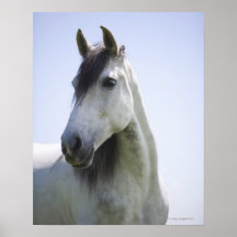 portrait of white horse posters