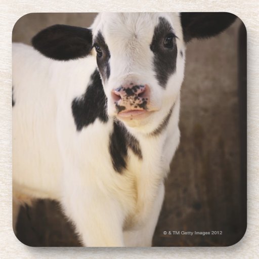Portrait of young calf in stable coasters
