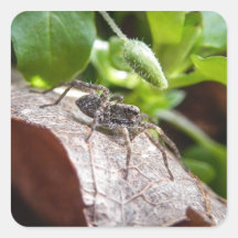 Portrait - Young Spider Square Stickers