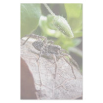 Portrait - Young Spider Custom Stationery