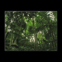 Portugal Madeira : Canopy of Lushness Postcard postcards