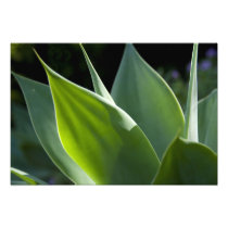 Portugal, Madeira Island, Funchal. Botanical