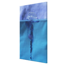 Portuguese Man-of-war Canvas Print