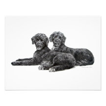 Portuguese Water Dogs Custom Invitation