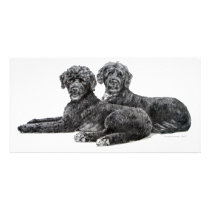 Portuguese Water Dogs Picture Card