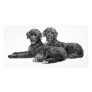Portuguese Water Dogs Picture Card
