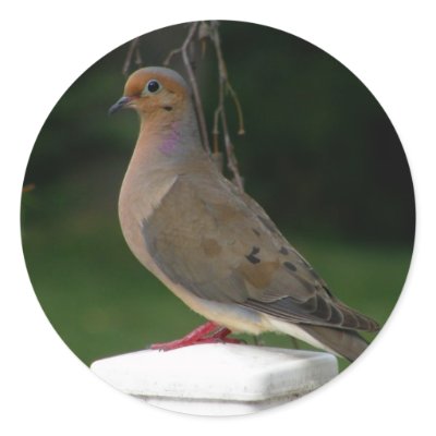 Posed Mourning Dove Sticker by AngelasFocusedOnYou