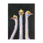 Posers Postcard
