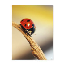 posey bug da, Bexa postcards