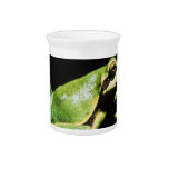Posing Frog Pitcher