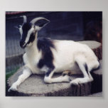 Posing Goat Poster