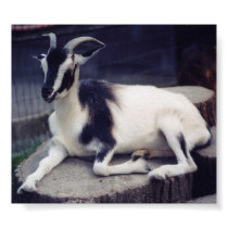 Posing Goat posters