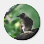 Posing little bulbul bird fridge magnet