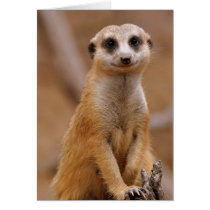 Posing Meerkat Greeting Cards