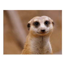 Posing Meerkat Postcards