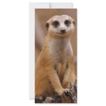 Posing Meerkat Customized Rack Card