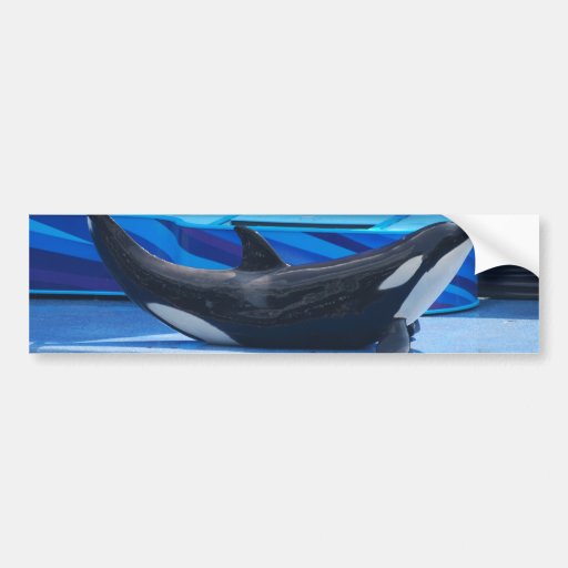 Posing Orca Bumper Sticker
