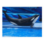 Posing Orca Postcard