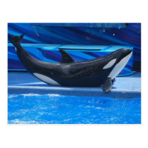 Posing Orca Postcard