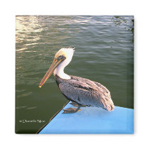Posing Pelican Magnet