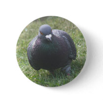 Posing Pigeon Button