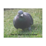 Posing Pigeon Custom Postcard