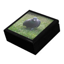 Posing Pigeon Gift Box