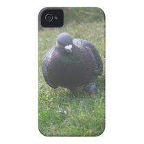 Posing Pigeon iPhone 4 Case
