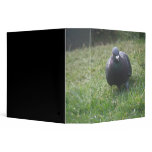 Posing Pigeon Photo Album binders