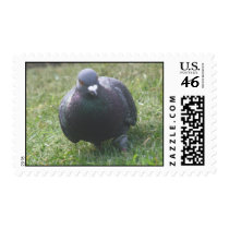Posing Pigeon Postage Stamp