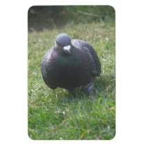 Posing Pigeon Premium Magnet