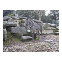 Posing Zebra posters by joacreations Posing Zebra posters