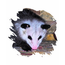 Possum Opossum t-shirts