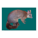 Possum posters by Rose266 Possum posters
