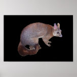 Possum Print